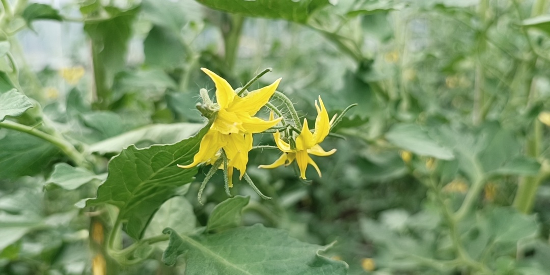 Чем подкормить томаты в июне: 5 проверенных рецептов для богатого урожая