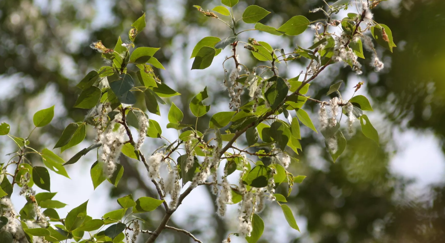 Совсем скоро в Сибири начнется летний снегопад