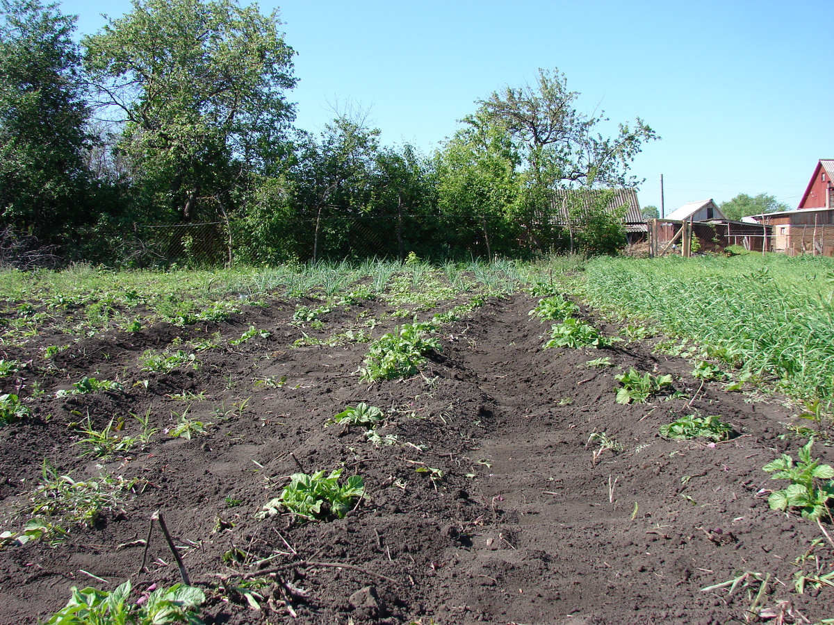 20 соток картошки... без мотоблока, под лопату