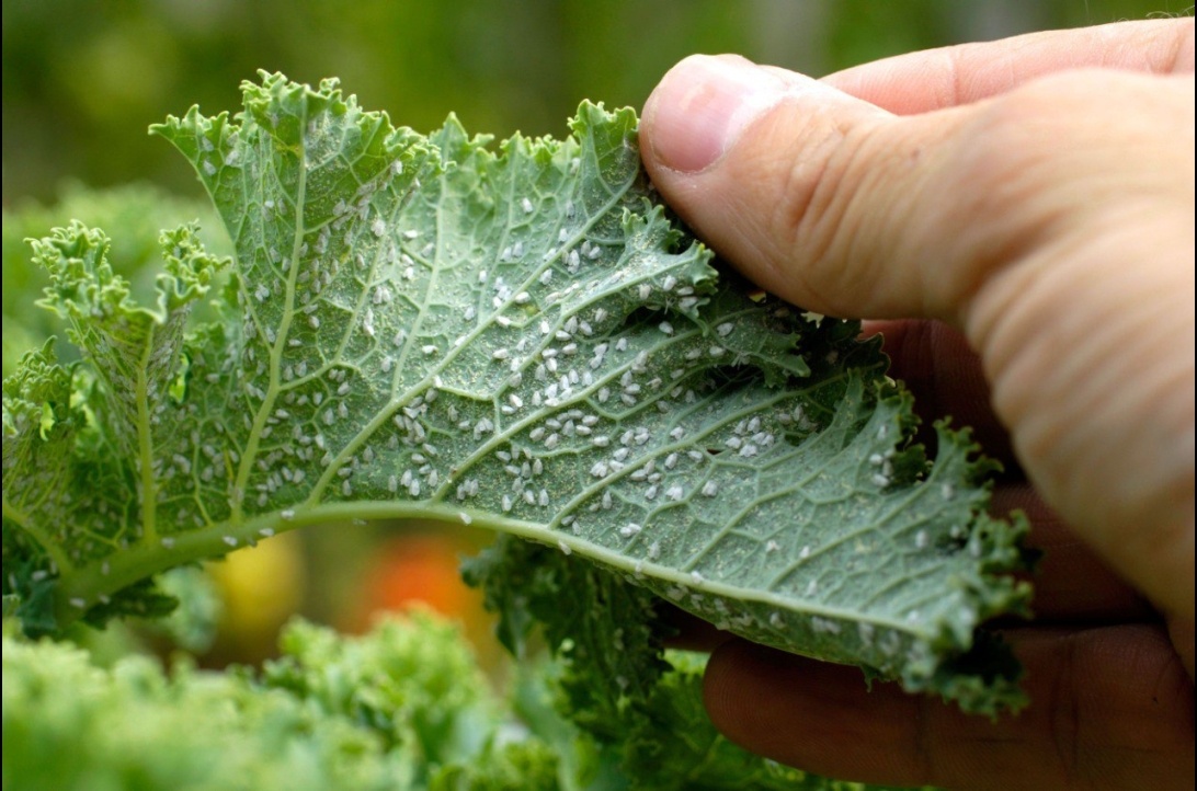 Тля капустная на нижней стороне листа.