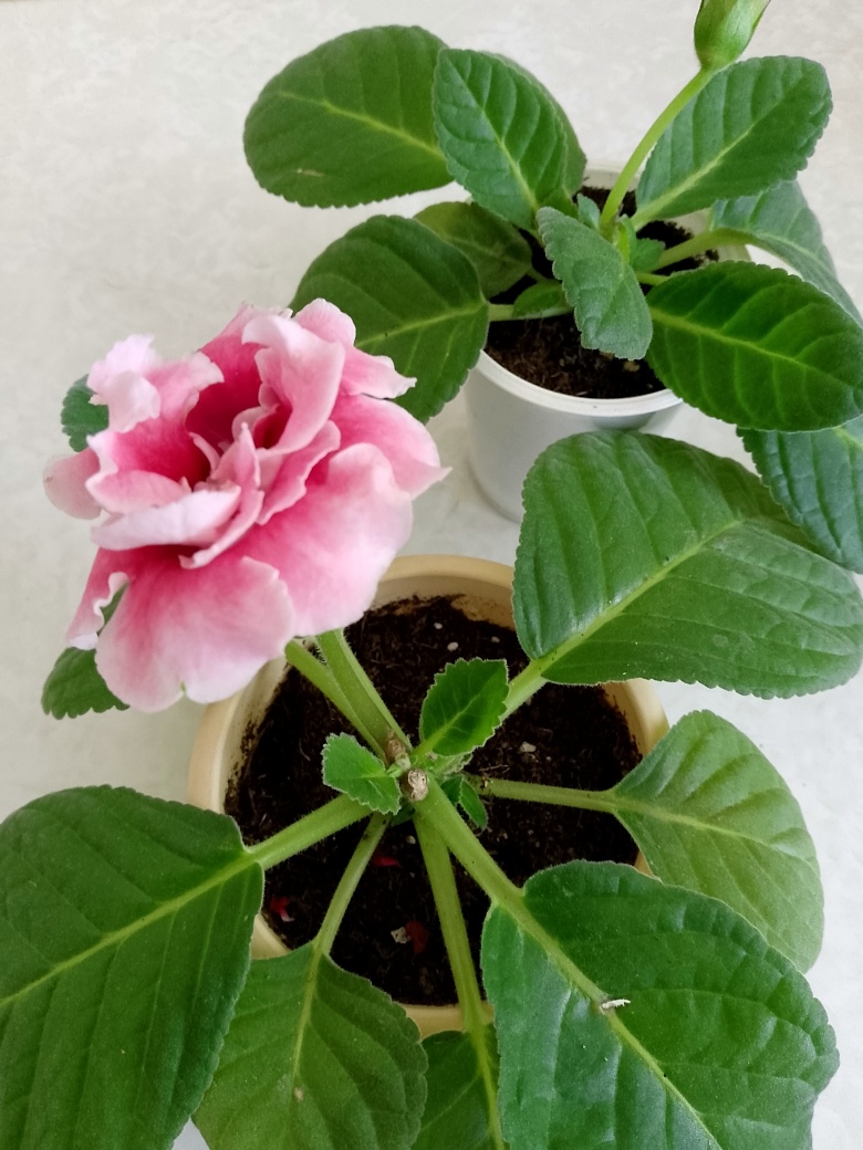 Отцвели, пора обрезать