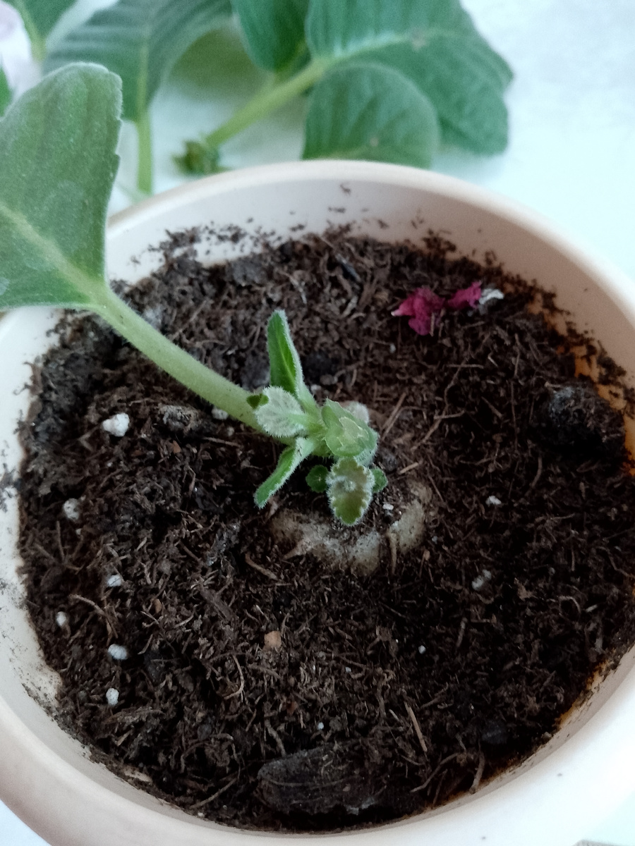 После обрезки. Оставила один лист из которого уже растёт побег