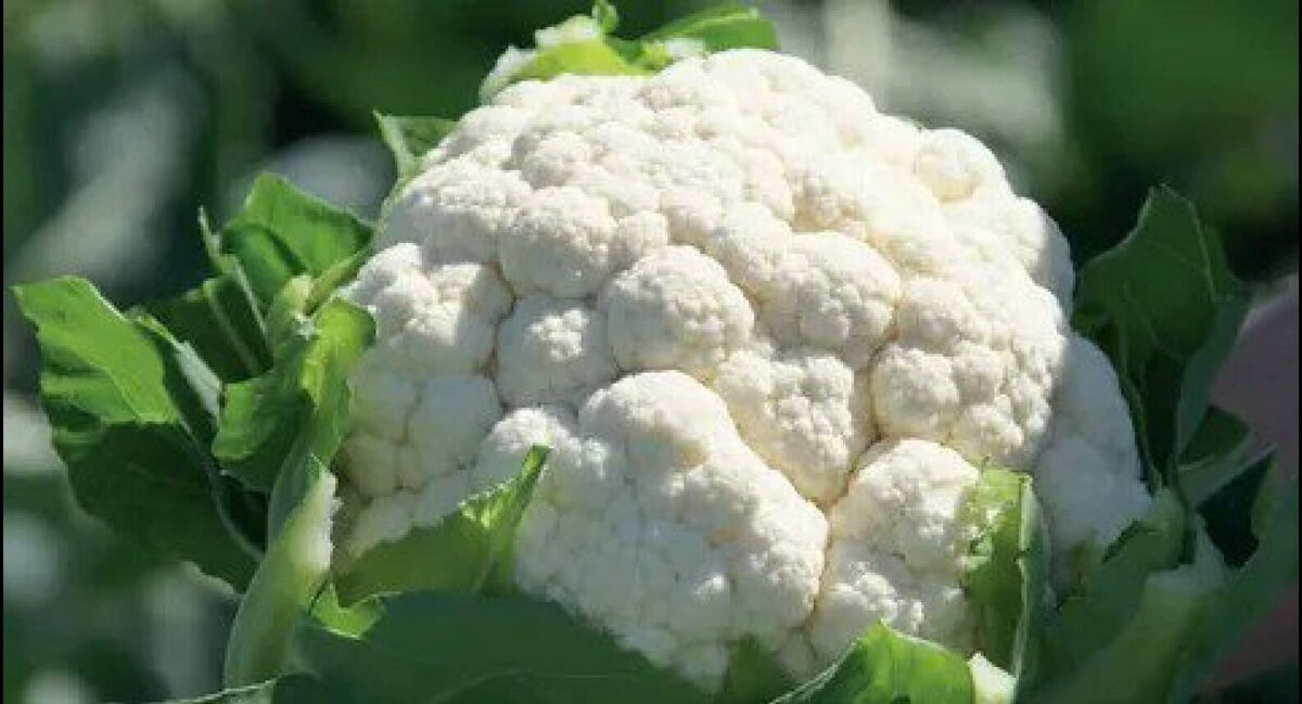 Цветная капуста - вкуснятина!