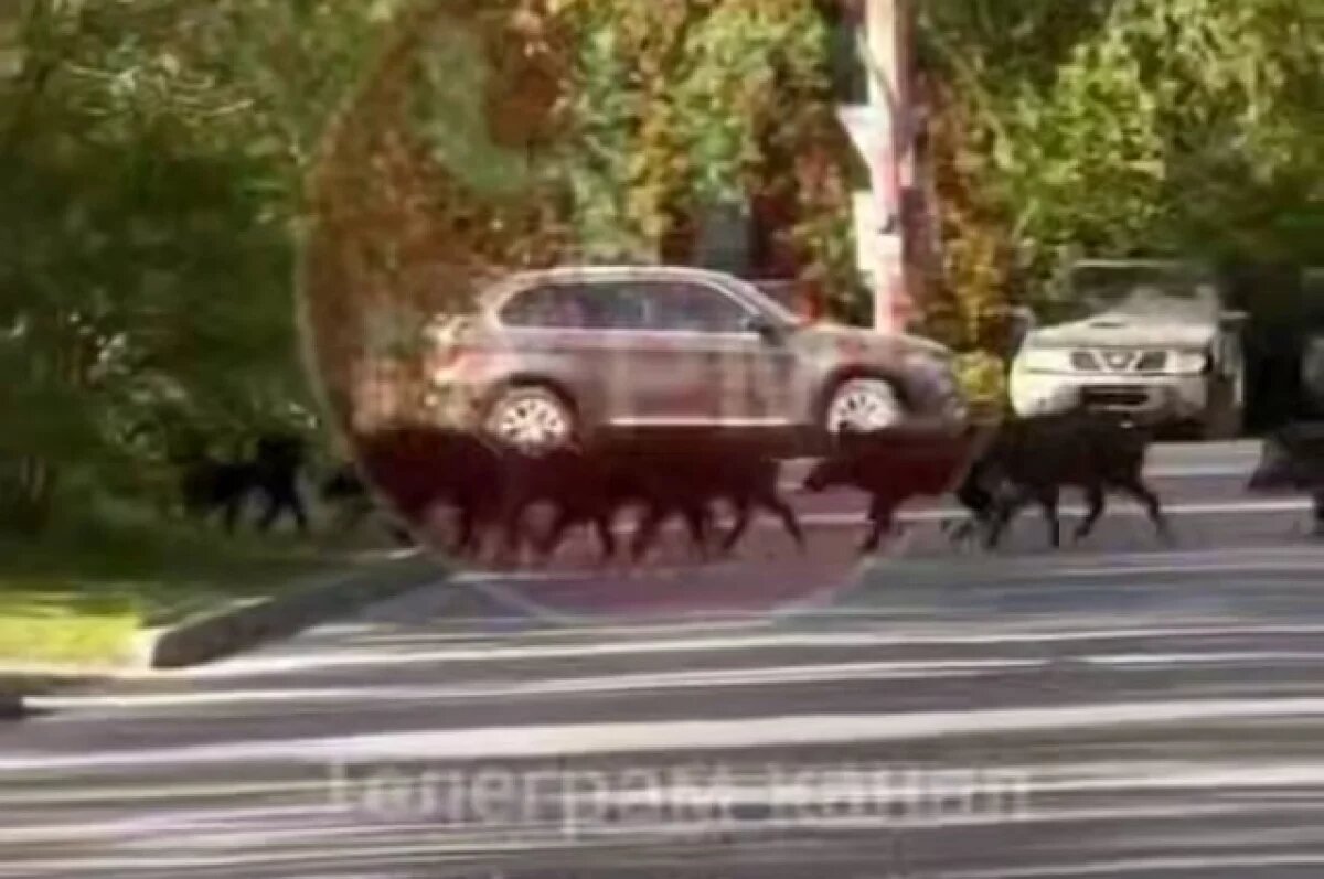    В Перми заметили стаю кабанов, которые перебегали дорогу