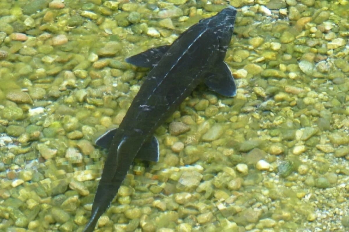    За ловлю и покупку осетра комсомольчанам грозят тюремные сроки