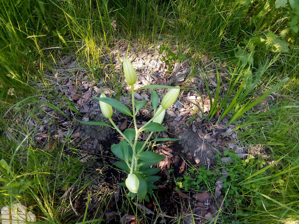 В статье все фото авторские. Фотографировала лилию уже на следующий день, кажется, она даже не заметила перевалки из тесного горшка. Ну ничего, скоро расправит корешки и зацветет. Этот цветник в центре палисадника мама намерена подвергнуть большой реконструкции (оттого он так и зарос, что всё равно всё будет раскурочено). Амсонию и злаковидные ирисы я отсюда заберу, а вот мои кровохлебки и золотые шары останутся. Лилия тоже войдет в новый цветник. Очень надеюсь, что не пересорт и она не просто белая, а махровая. 