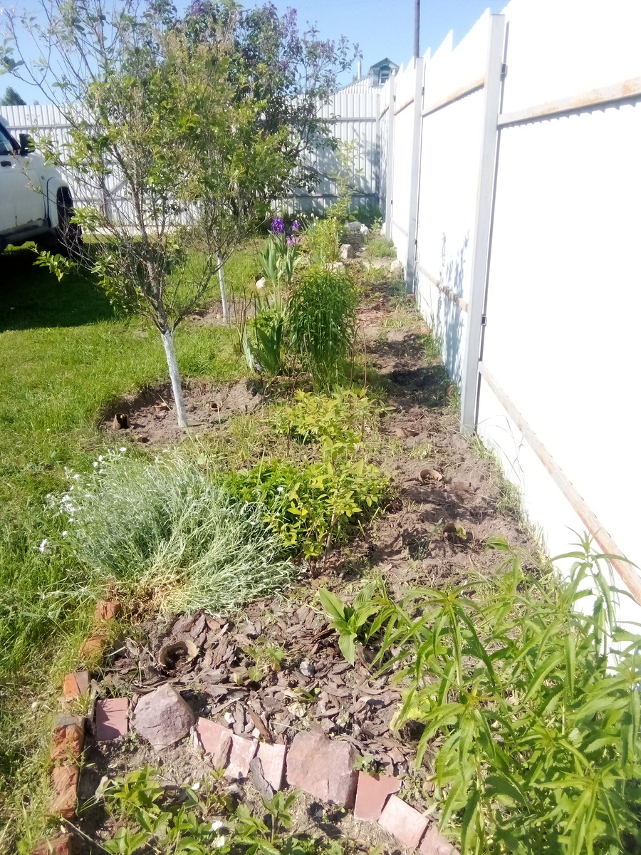 Вся сорная "бяка" скошена и местами перевернута лопатой. В течении лета замульчирую полностью весь цветник. Наконец-то разрозненные куски миксбордера за три года соединены в один! Добавила к многолетникам мирабилис для заполнения и цвета, в лунки к вишням низкорослую розовую циннию и по торфяному горшочку остеоспермума. Еще три саженца комнатной пеларгонии тоже здесь. К забору посадила парочку фасолей и два сиреневых долихоса (как вы думаете, дождусь я от него хотя бы на третий год бесплодных попыток цветения или нет?).