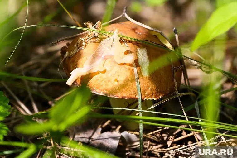 Маслята появились в лесу в конце мая. Фото: Денис Моргунов © URA.RU