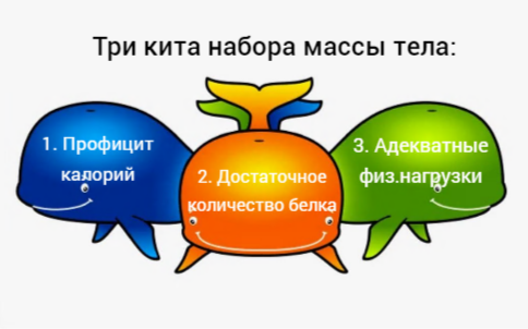 3 кита массонабора