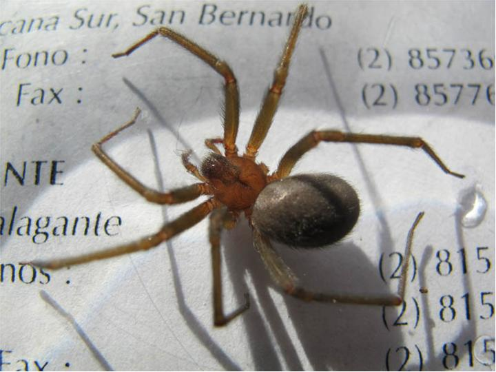 Автор: Ken Walker, Museum Victoria Источник: en.wikipedia.org