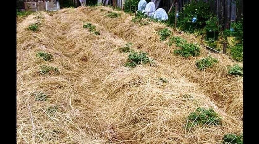 Фото не соседа, но отображает суть.