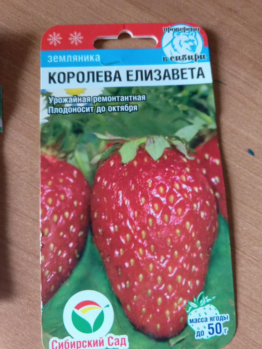 фото автора: сорт клубники Елизавета