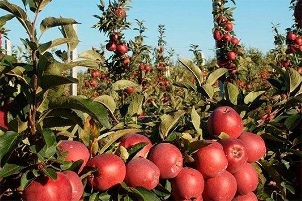 Сортовые качества яблони Ред Кетти и тонкости возделывания