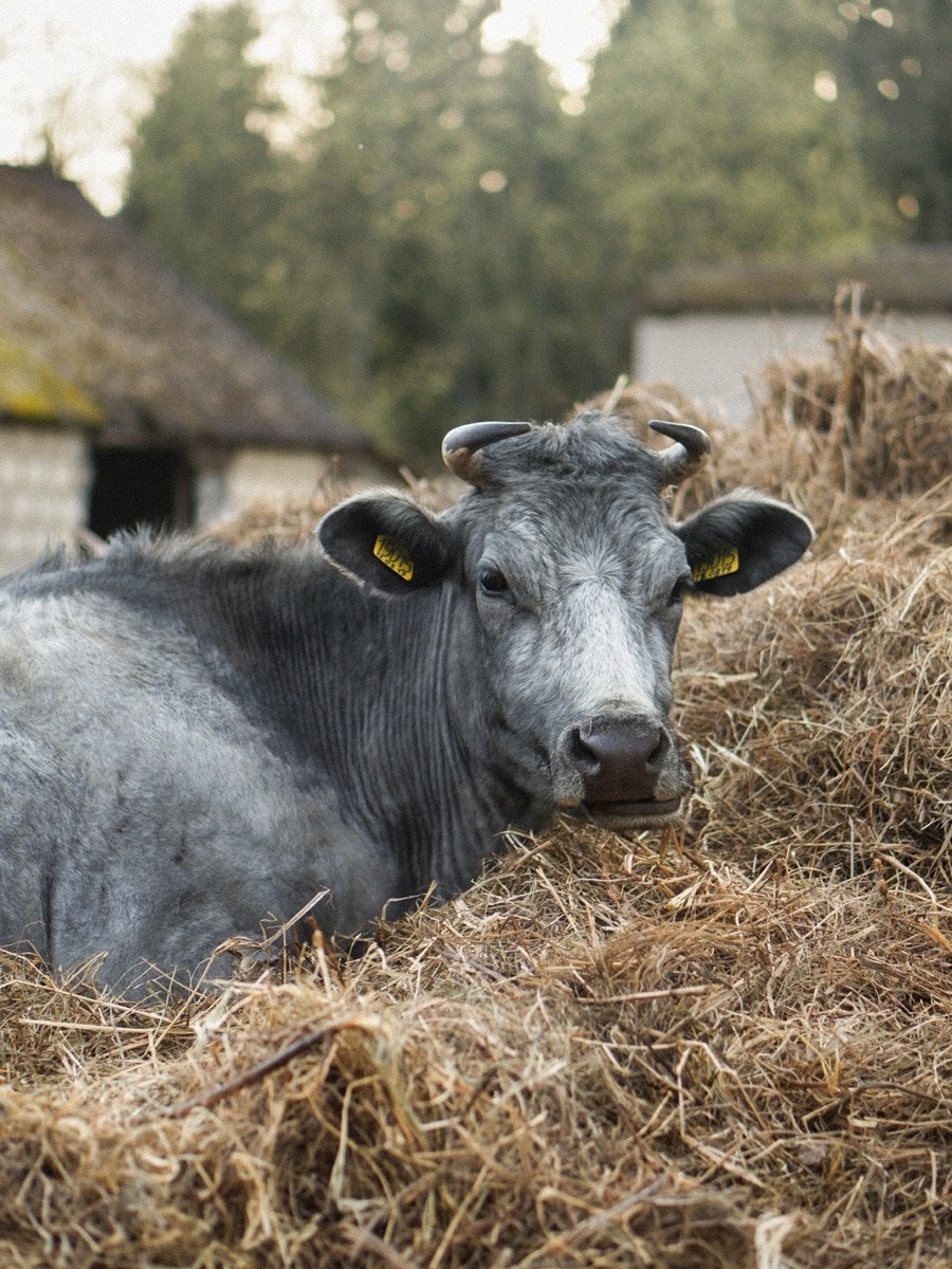 Фото со странички Фермы в соцсетях