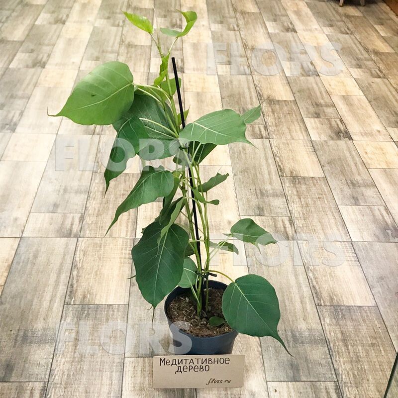 Молодой фикус религиозный