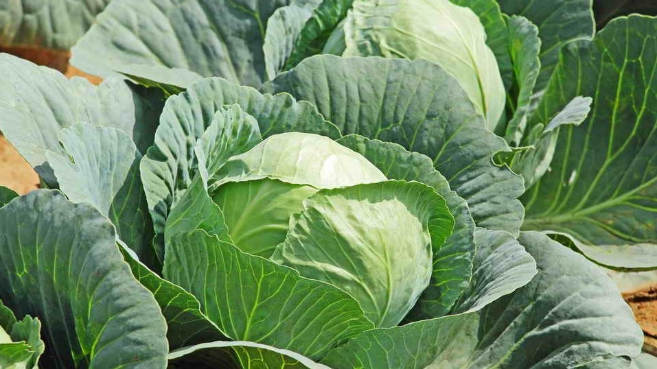 Забыл о дорогой химии благодаря 3 копеечным органическим подкормкам. Капуста растет как на дрожжах за 2 месяца