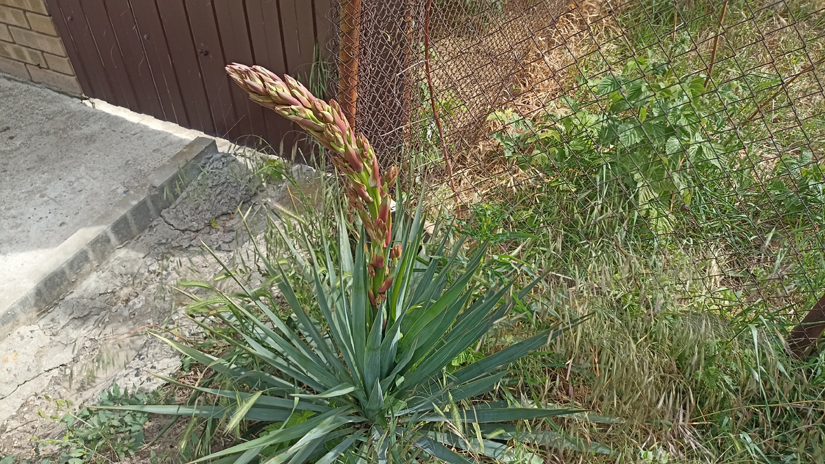 На сегодняшний день выглядит так 