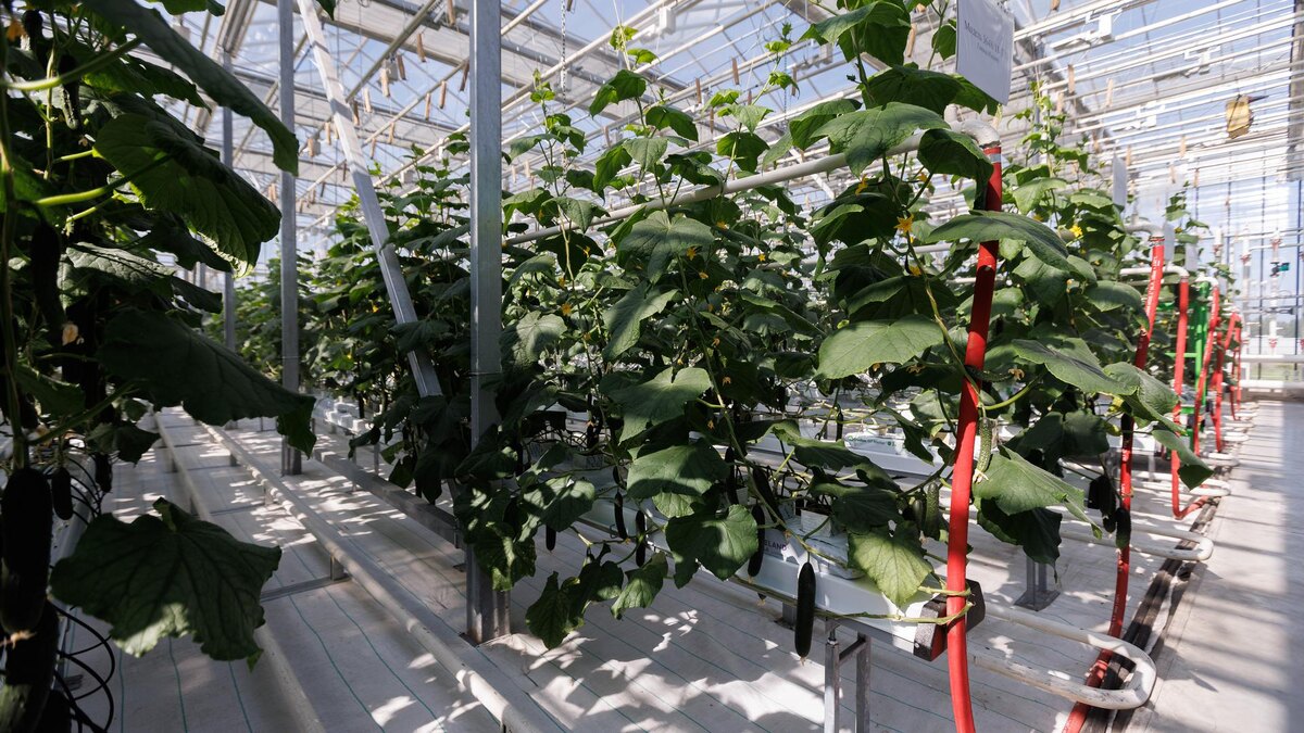 Фото: globallookpress.com/Sergey Elagin/Business Online