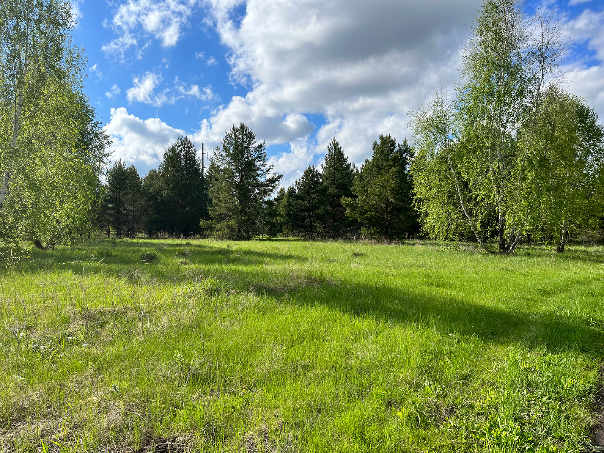 Оттенок зеленого, присущий только маю. 9 мая 2025 г.