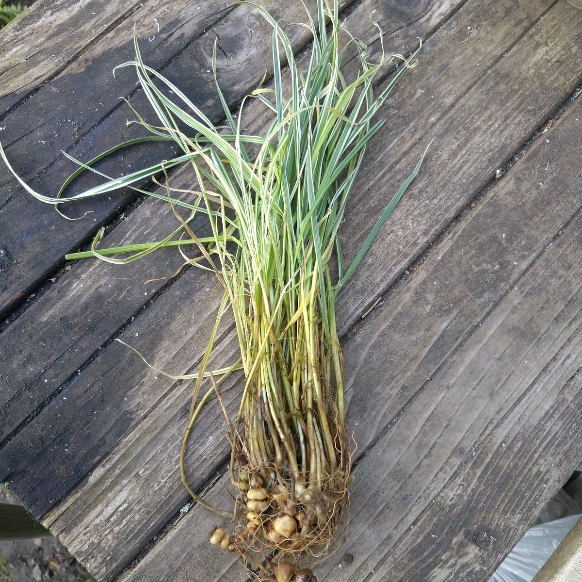 Травка, цветет красненьким