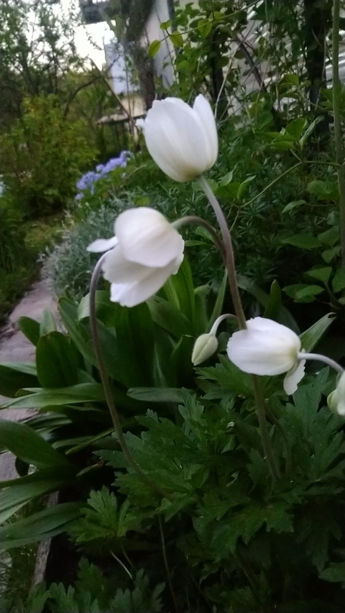 Анемона вечером: цветки закрыты