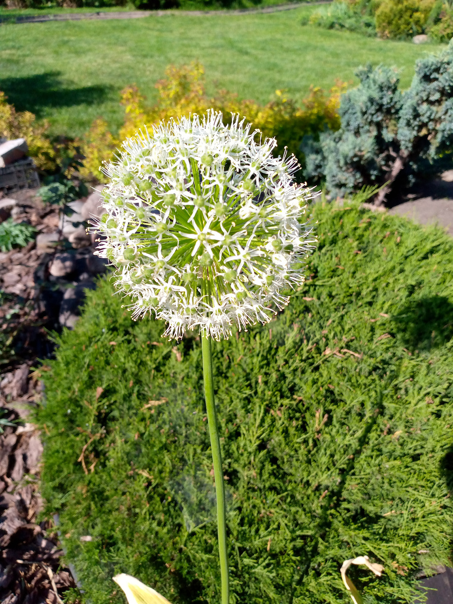 Цветонос такой высокий, что боюсь сломается на ветру.