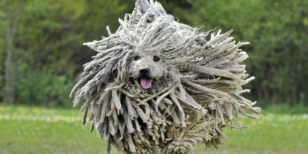 Самые лохматые собаки в мире: пушистая гордость собачьего королевства