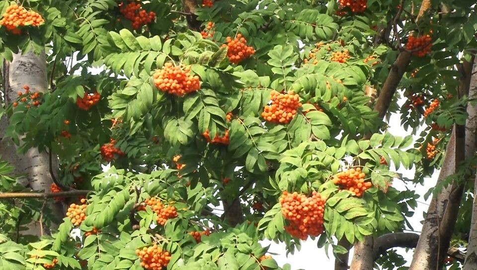    Рябина. Источник: телеканал "Толк"