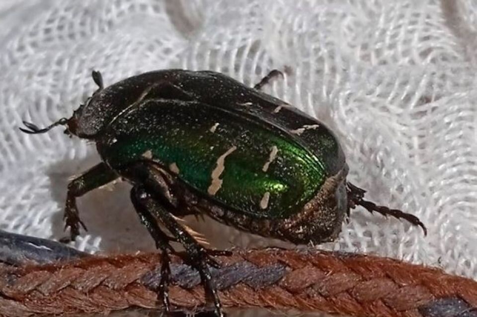    Бронзовка. Источник: VN.ru / Алексей Яновский