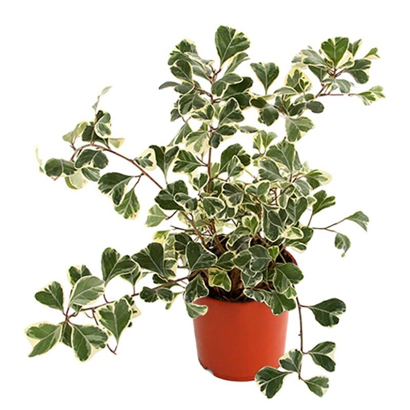 фикус Триангулярис Свит Харт