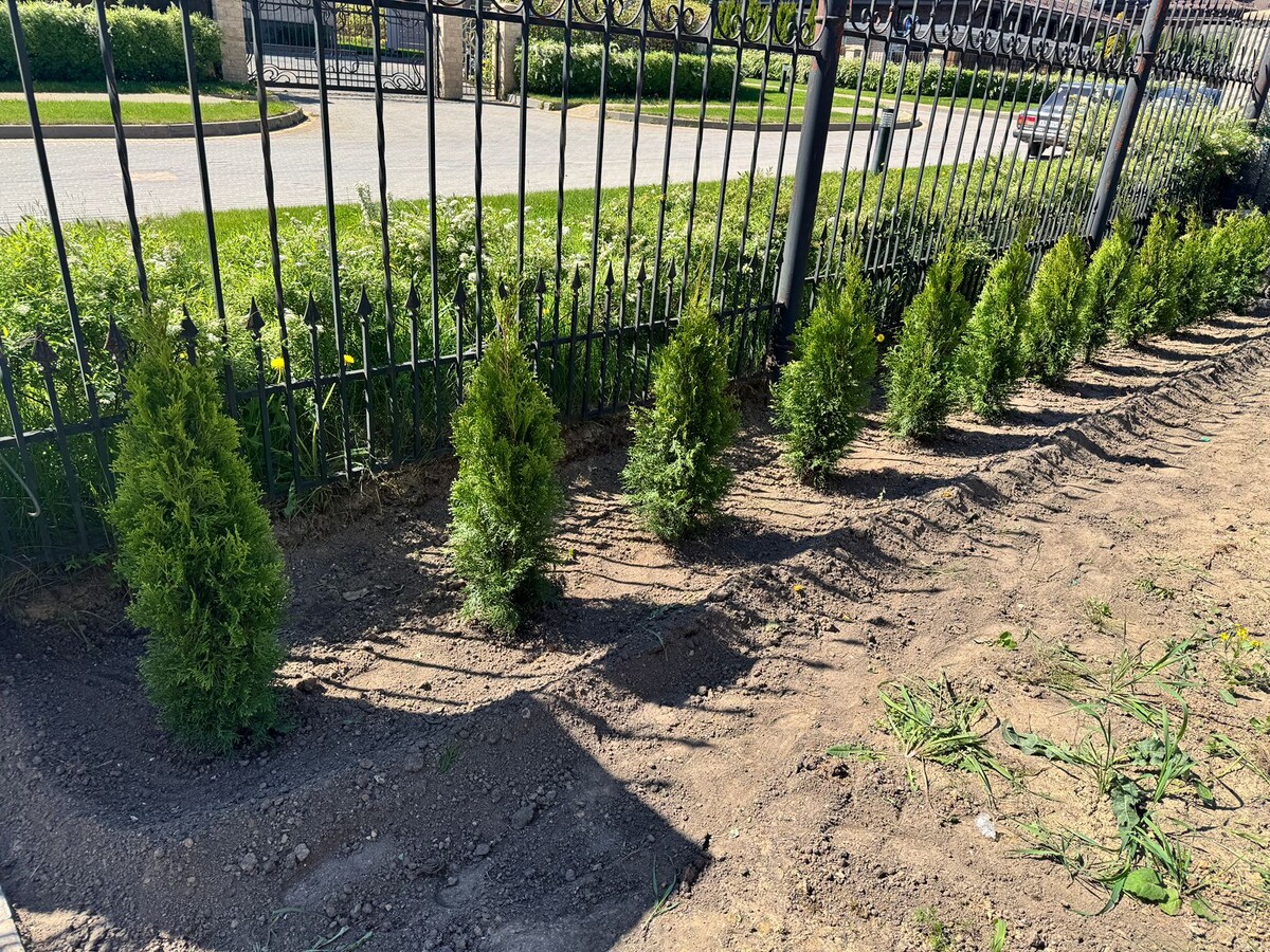 наша работа по живой изгороди из туи смарагд