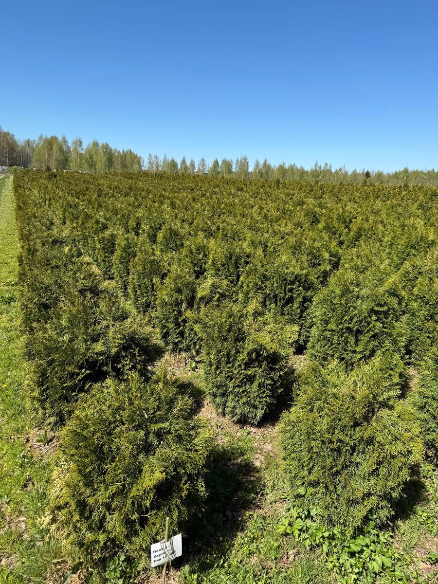 специально ездили в питомник подбирать Туи, выбрали Смарагд