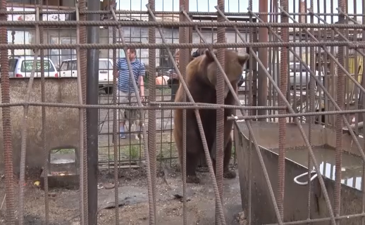     Житель города Шарыпово собрал у себя целый зоопарк