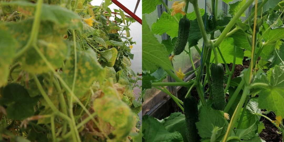 Делюсь секретом правильной подкормки огурцов от тещи-агронома. Через 14 дней соседи начинают завидовать моему урожаю