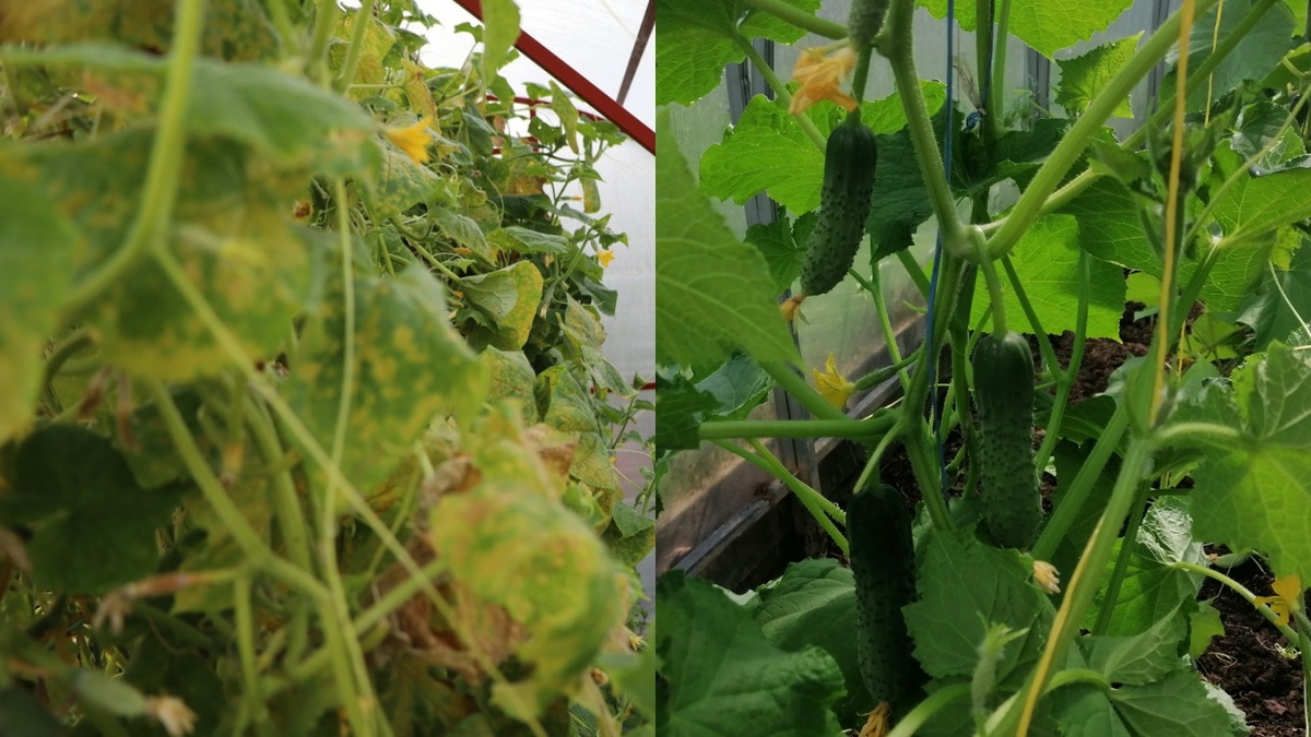Мой урожай до встречи с тещей-агрономом (слева) и после применения ее метода (справа)