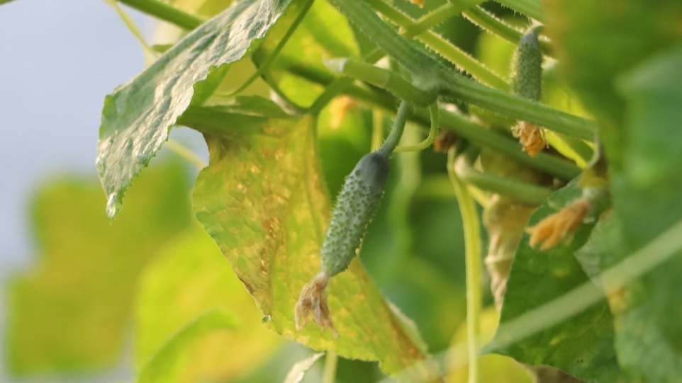 Результат неправильной подкормки - желтые листья и деформированные огурцы