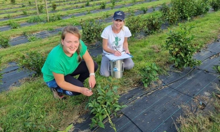    Цены на чай зашкаливают: британские исследователи сосредоточились на холодоустойчивых сортах