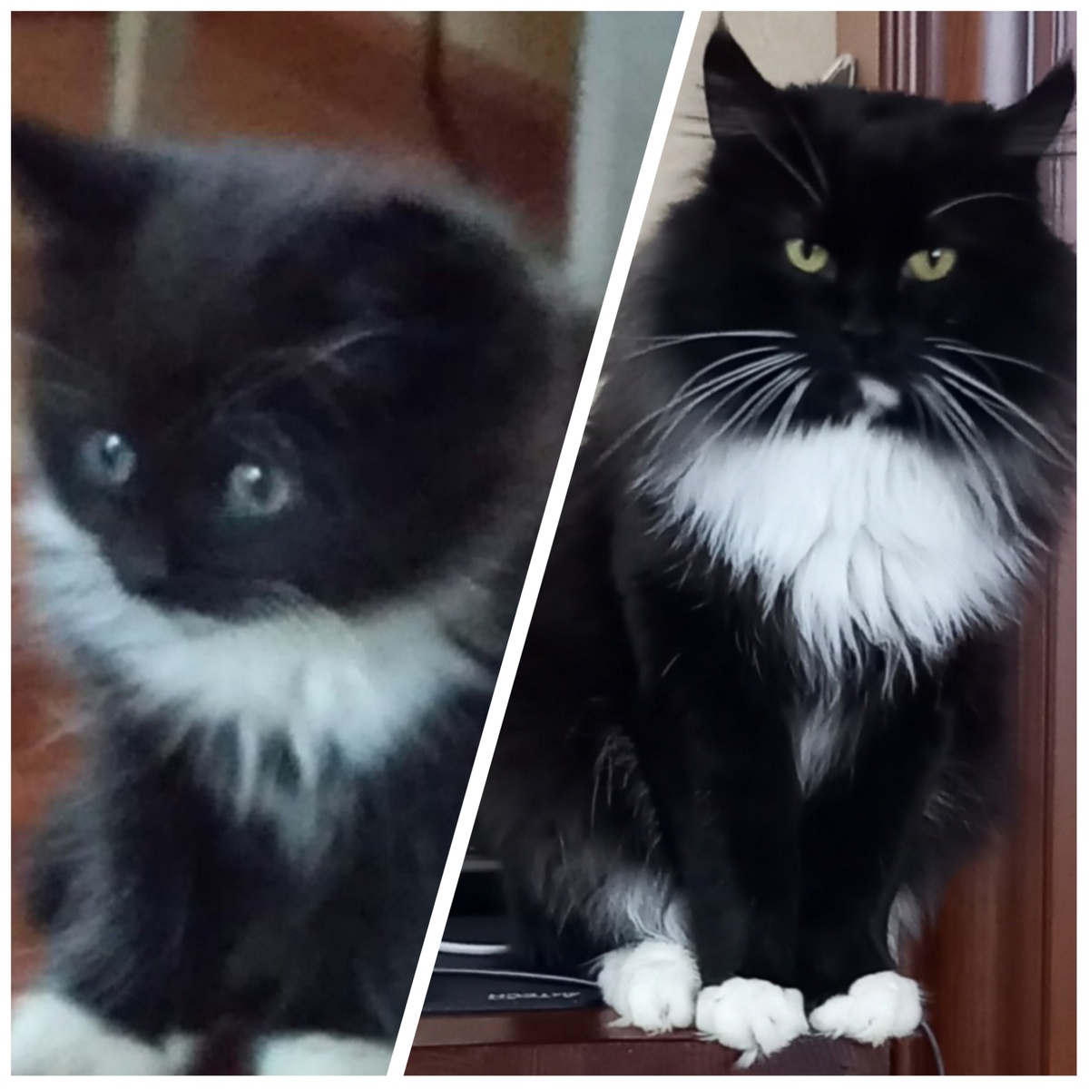 Фотоколлаж автора.