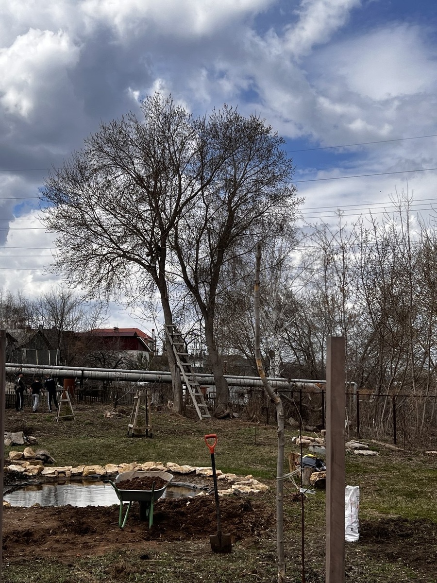 Это два единственных высоких дерева на всем нашем участке
