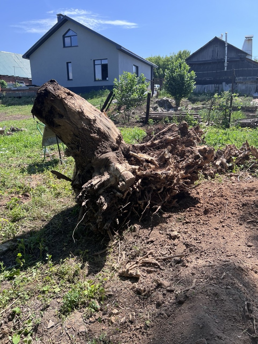 Выкорчевывали из земли экскаватором, а вот выволакивали его уже собственными ручками.