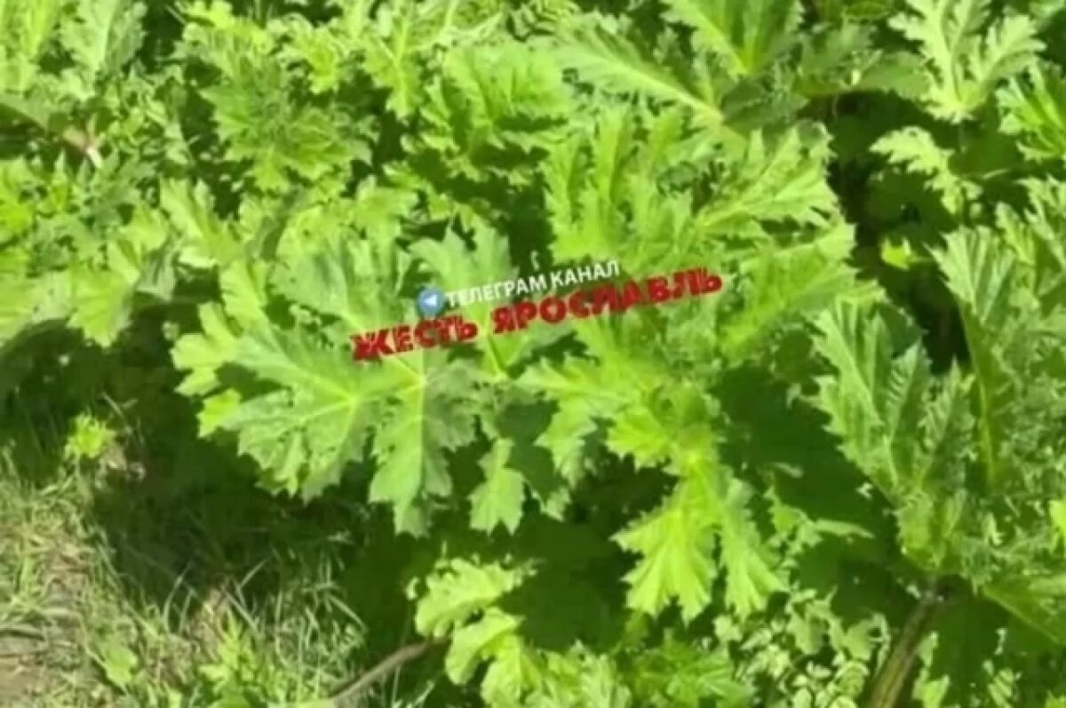    В поселке под Ярославлем пожаловались на заросли борщевика