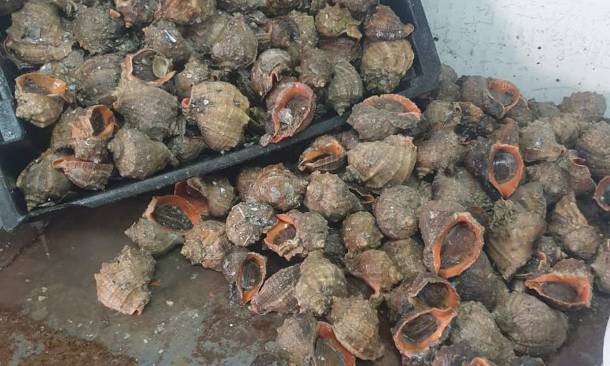    Фото t.me/rosgvard_krasnodar