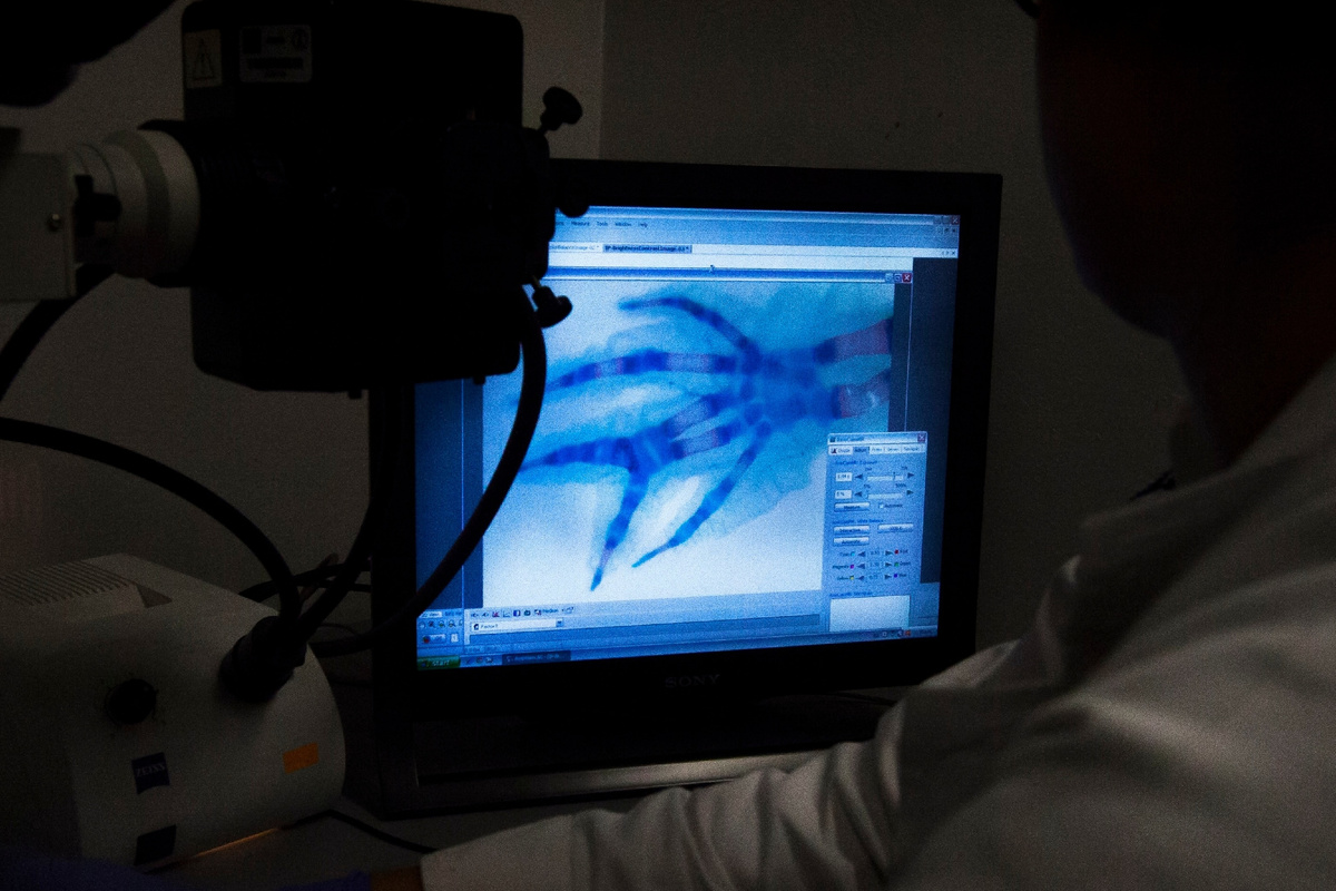 Учёный изучает рентгеновский снимок аксолотля в Центре исследований и перспективных разработок Национального политехнического института в Мехико.