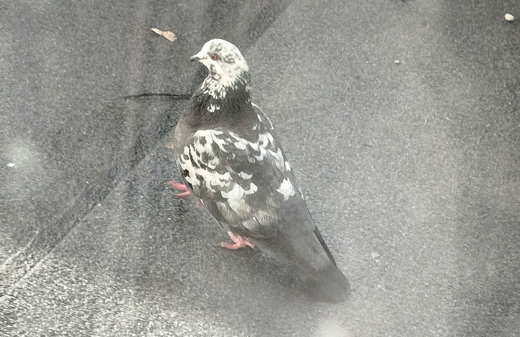  Голубь на крыше