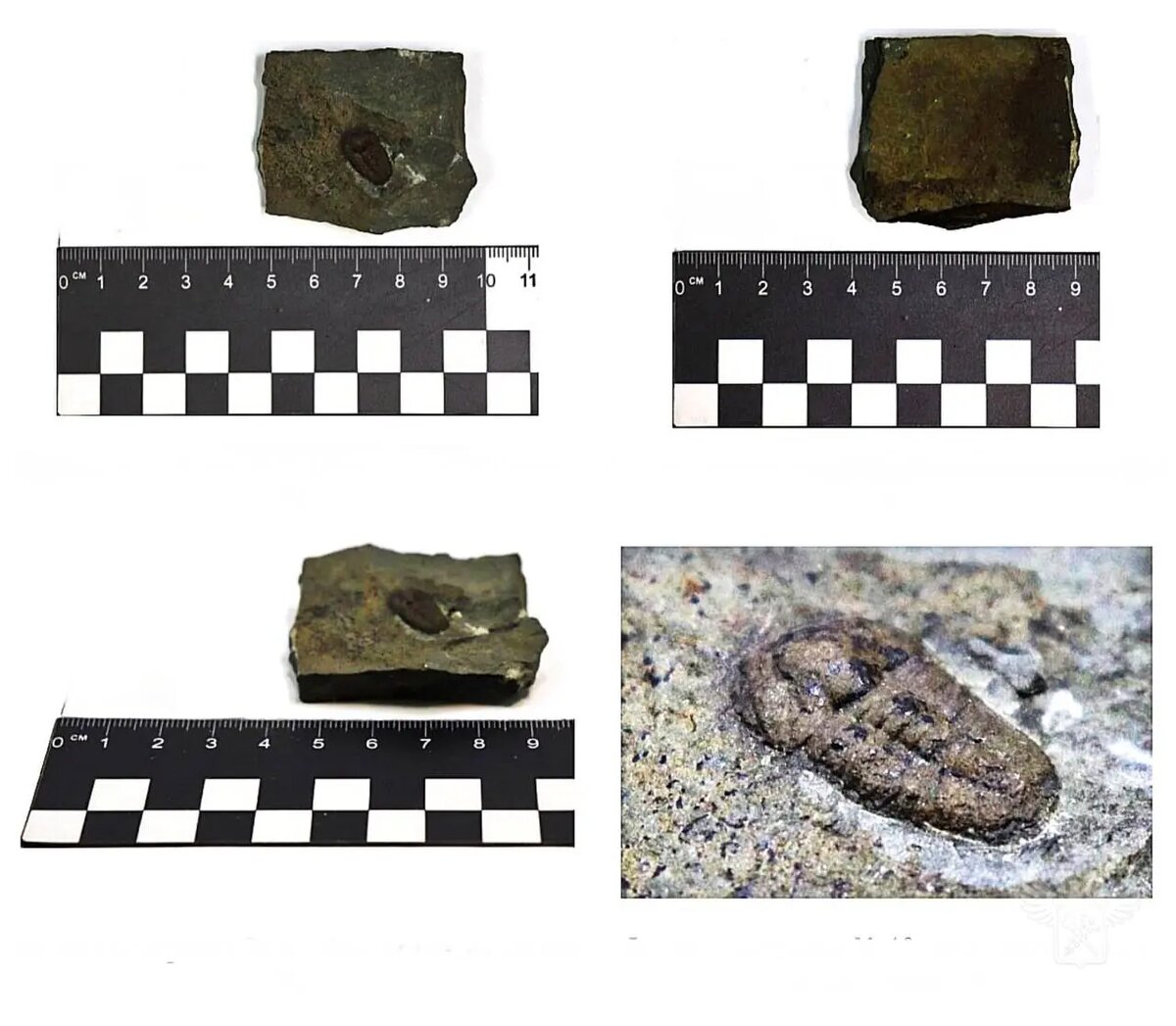    Фото: пресс-служба ФТС России