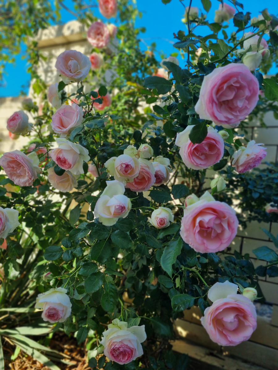 Роза Пьер де Ронсар в моем саду