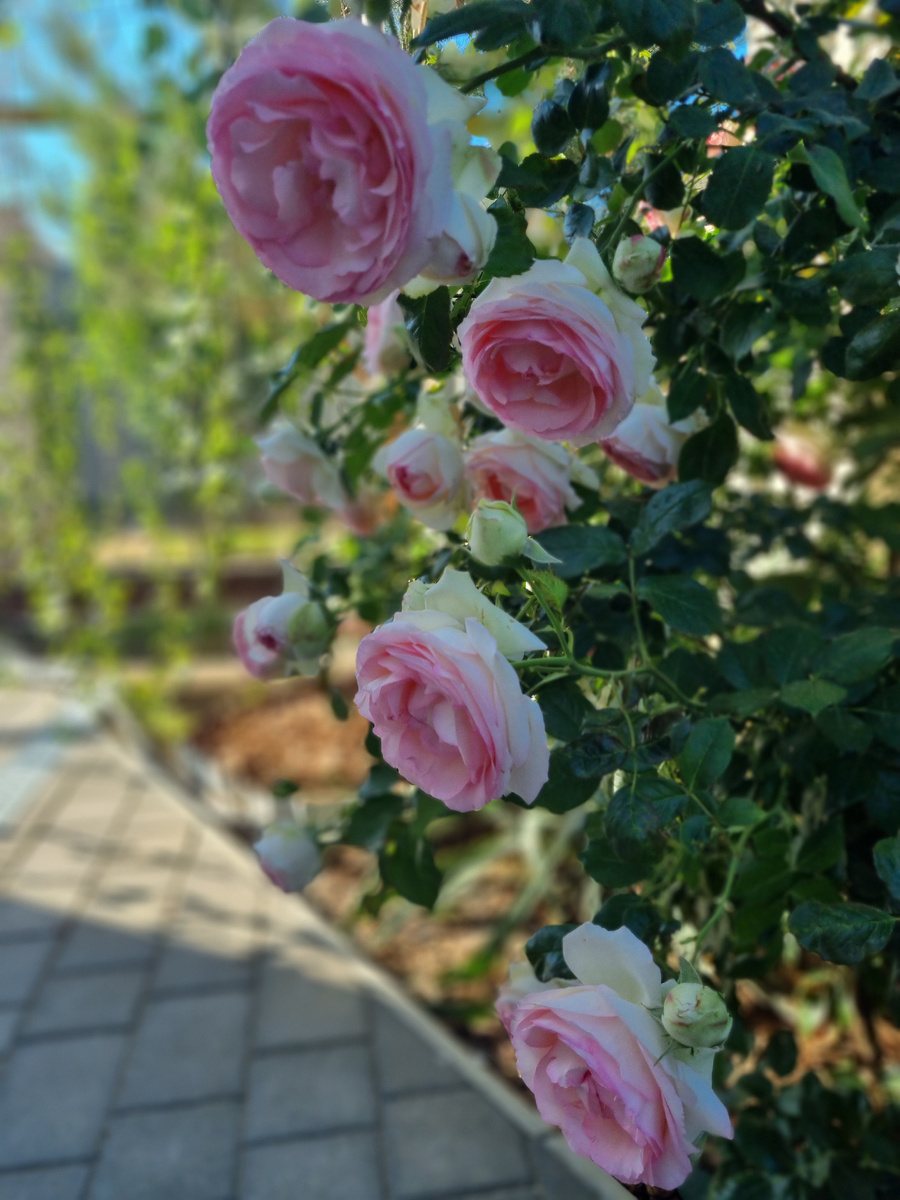 Слегка поникающие цветы как будто светятся изнутри