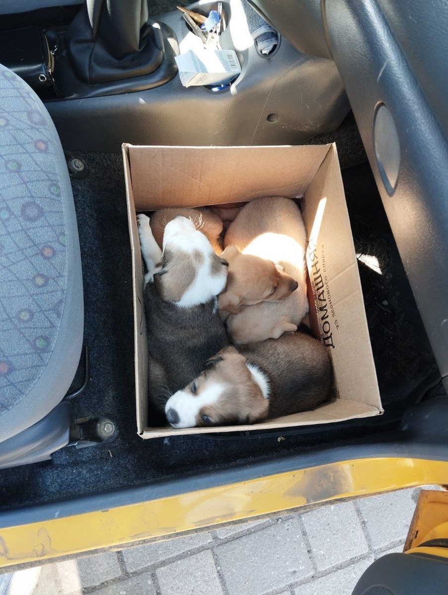 Забрала в приют