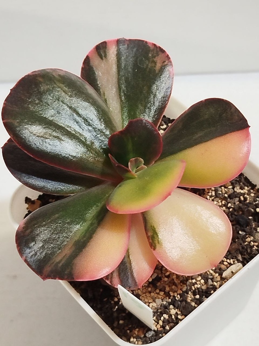 Фото автора: Примадонна вариегата