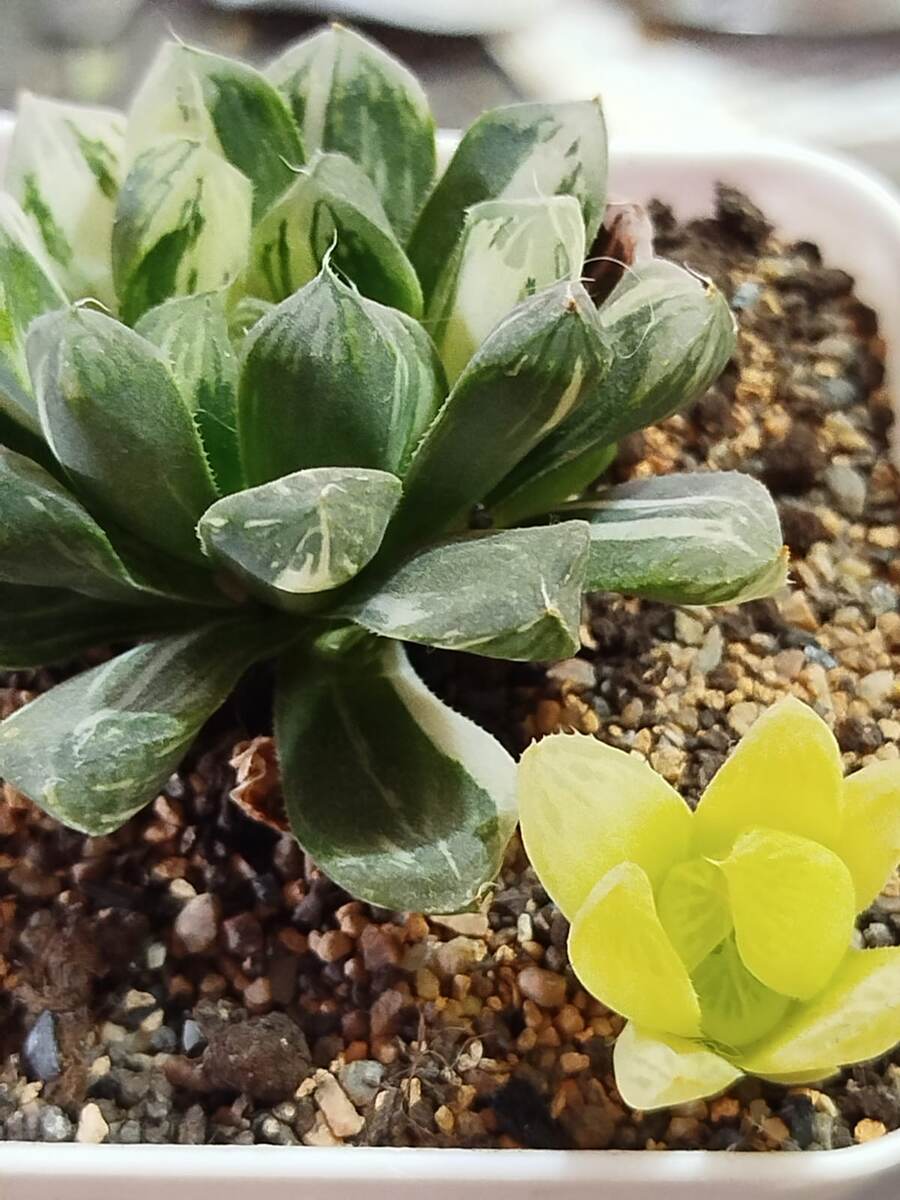 фото автора: Хавортия вариегата